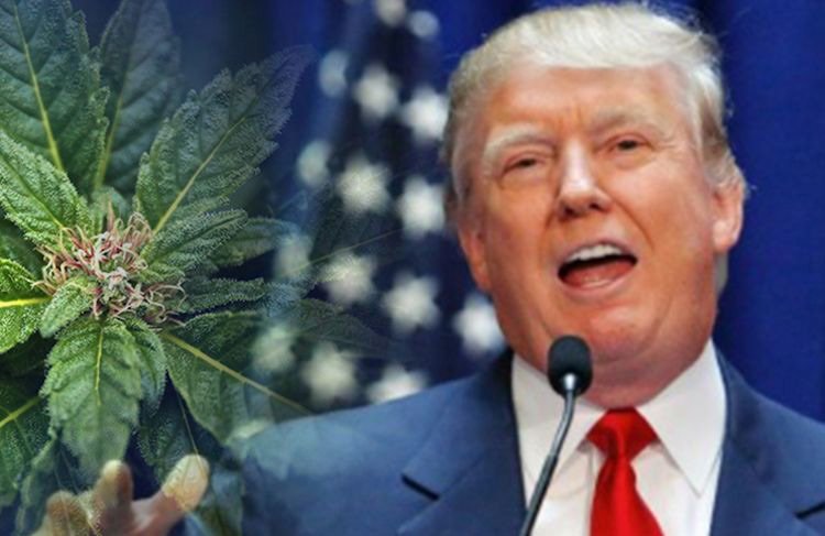 Trump says he is likely to support ending federal ban on marijuana | urhealthinfo