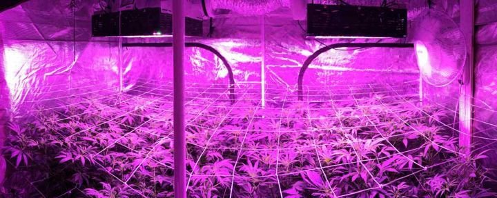 Types of Indoor Lights to Grow Your Cannabis