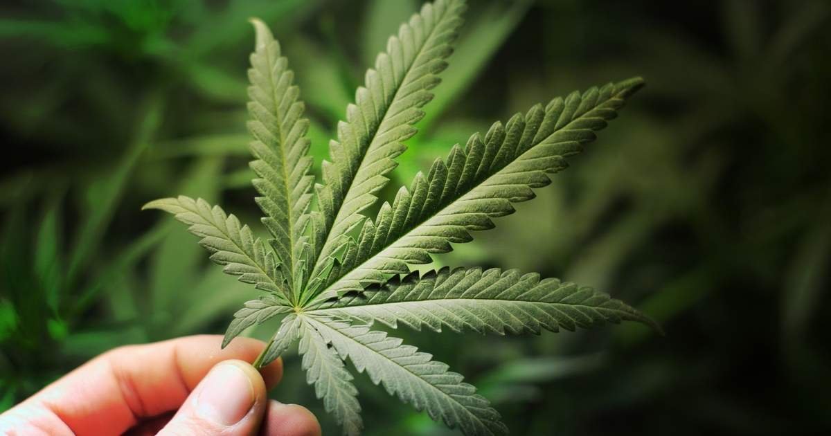 We may finally know why marijuana helps people with chronic gut problems