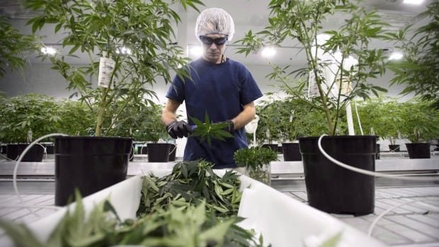 What you need to know about Ontario's cannabis plans | CBC News