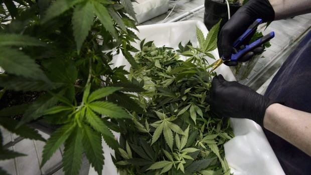 What you need to know about buying marijuana online in Ontario as soon as it's legal