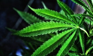 Yet another study finds that Colorado legalization DIDN'T increase teen cannabis use, further debunking the reefer madness of cannabis reform opponents