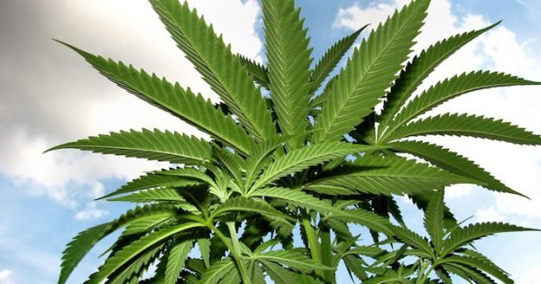 Alaska sets new cannabis revenue record