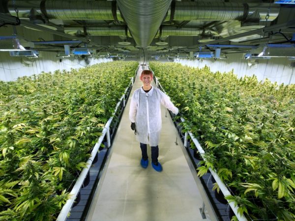 Aurora Cannabis ‘more than ready’ with pot supply for legalization