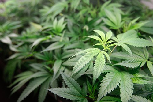 Big News: Growing Medical Marijuana With LED Grow Lights! Can't-Miss!