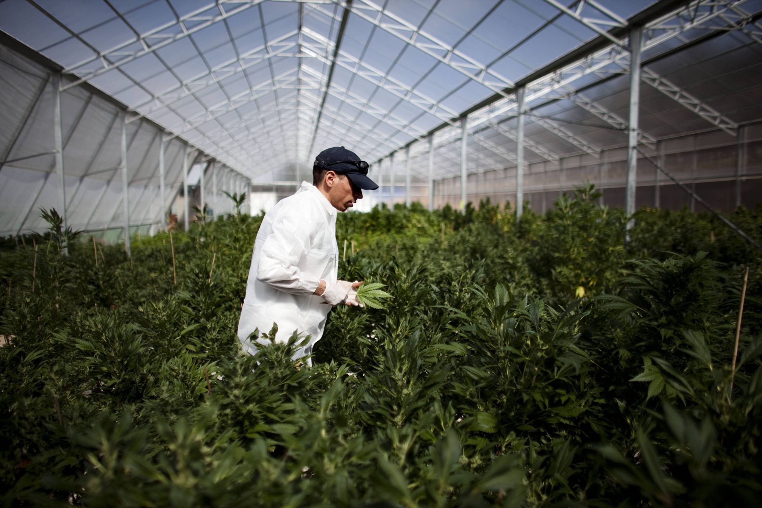 High-Grade Pot Jobs Have Arrived, Marijuana Industry Report Says