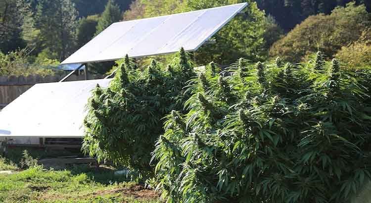 How Much Does A Marijuana Plant Yield?