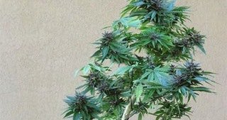 How to grow Bonzai Marijuana Tree