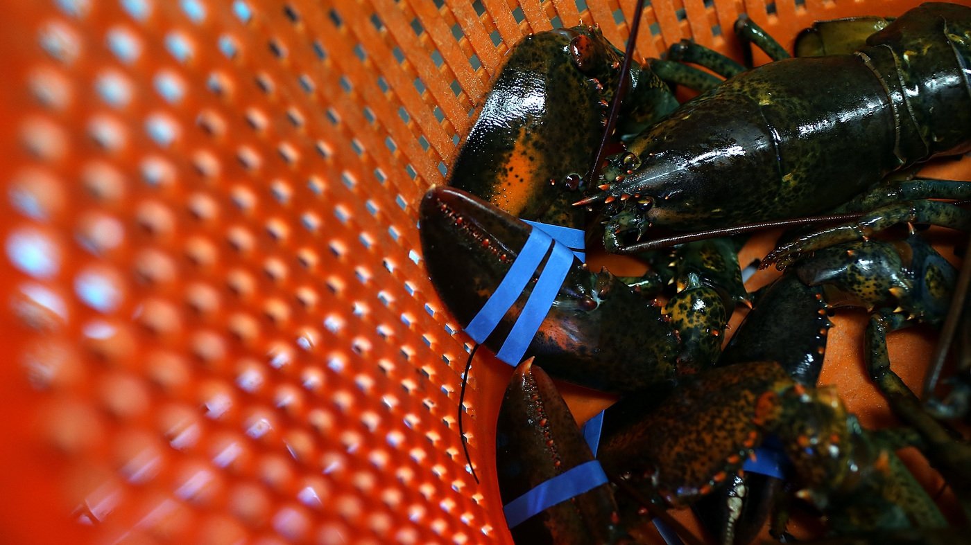 Maine asks restaurant to stop giving lobsters cannabis before boiling them