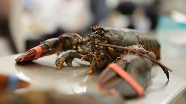 Maine restaurant to get lobsters high off marijuana smoke before killing them