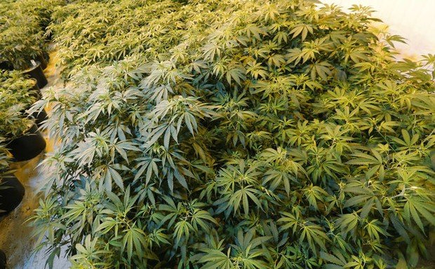 New Jersey's Senate president said he anticipates a vote on legislation to legalize marijuana on October 29.