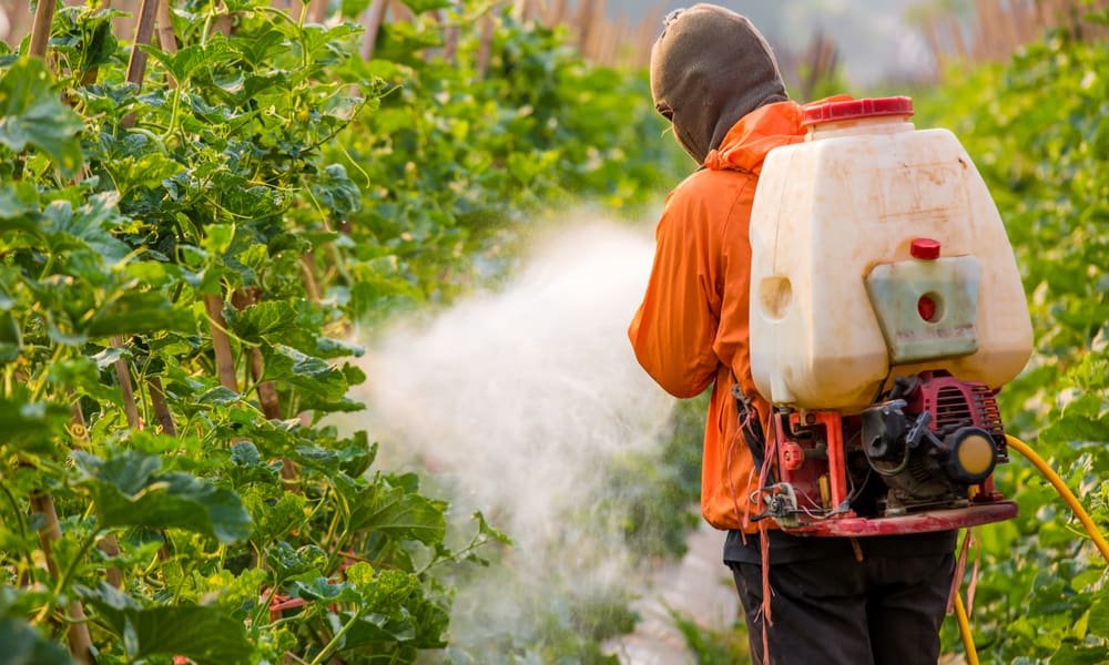 Report Shows Nearly 90 Percent of Illegal Cannabis Farms Use Toxic Pesticides