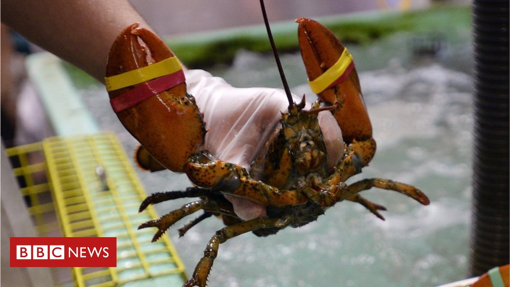 Restaurant sedates lobsters with marijuana