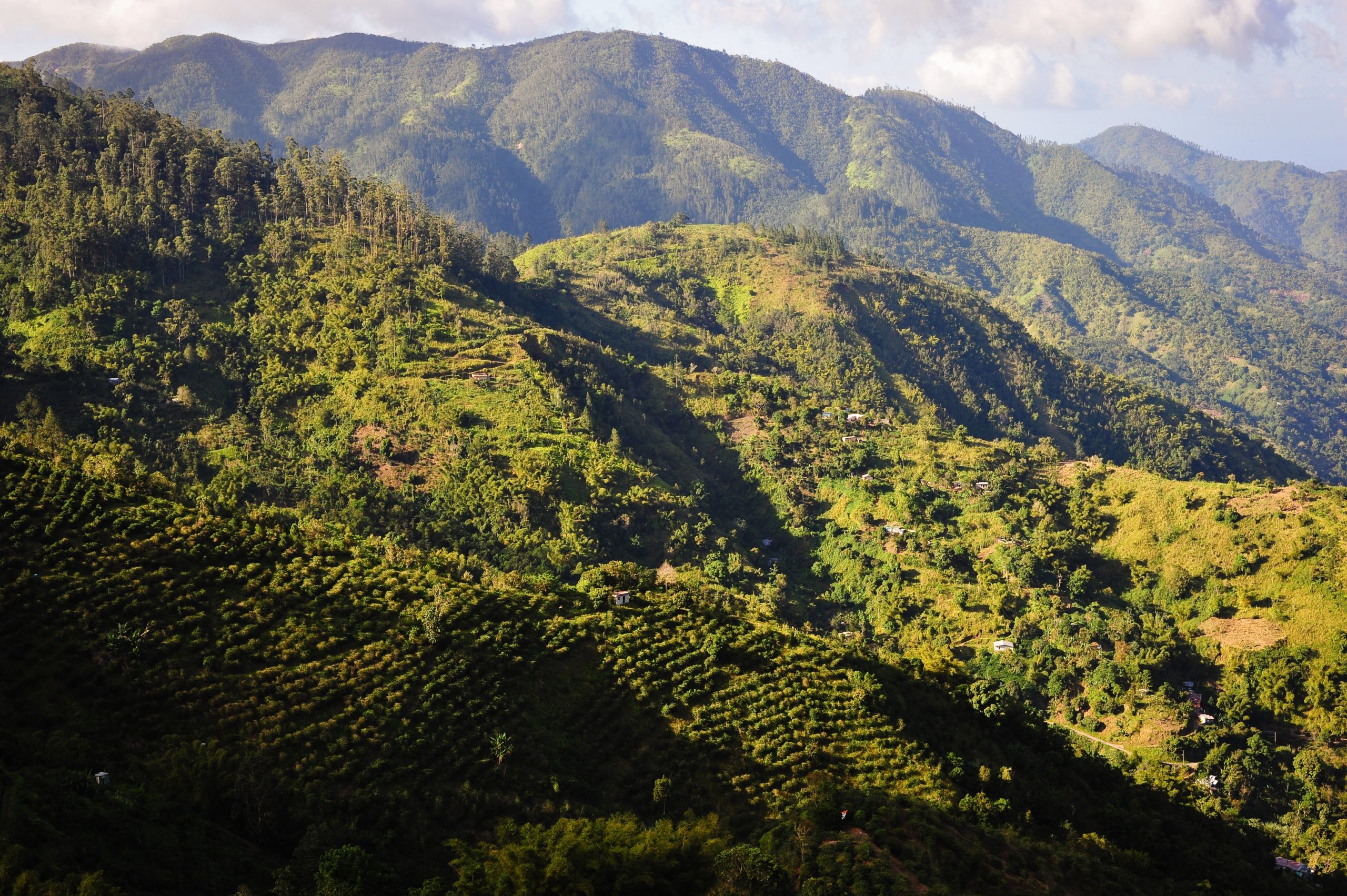 Scientists are on a Quest to Find and Preserve Jamaica's Unique Strains