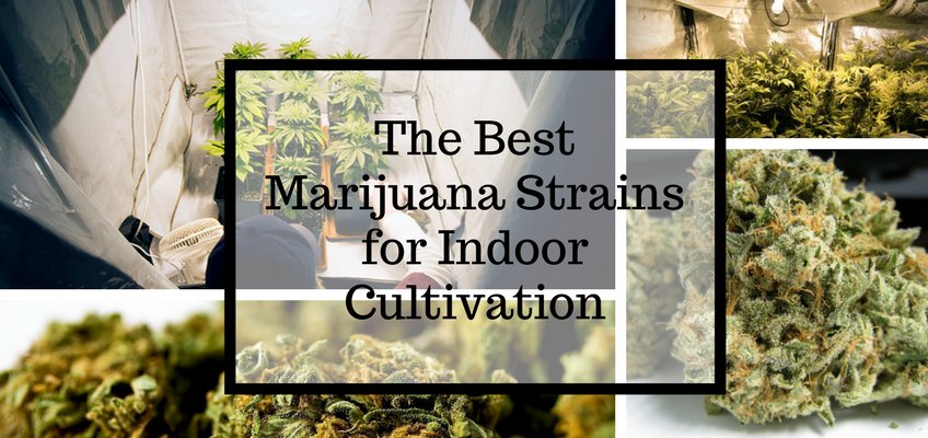 The Best Marijuana Strains for Indoor Cultivation