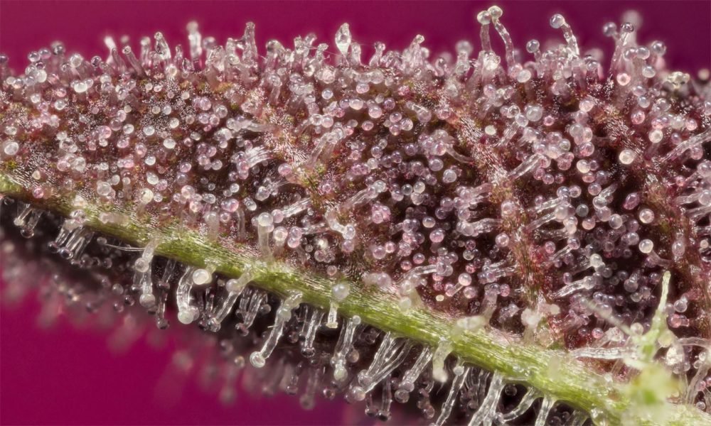 The Secret World of Trichomes | Cannabis Now