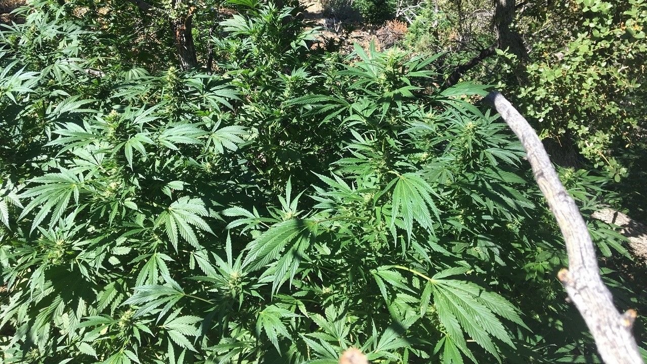 Thousands of marijuana plants seized from California national forest