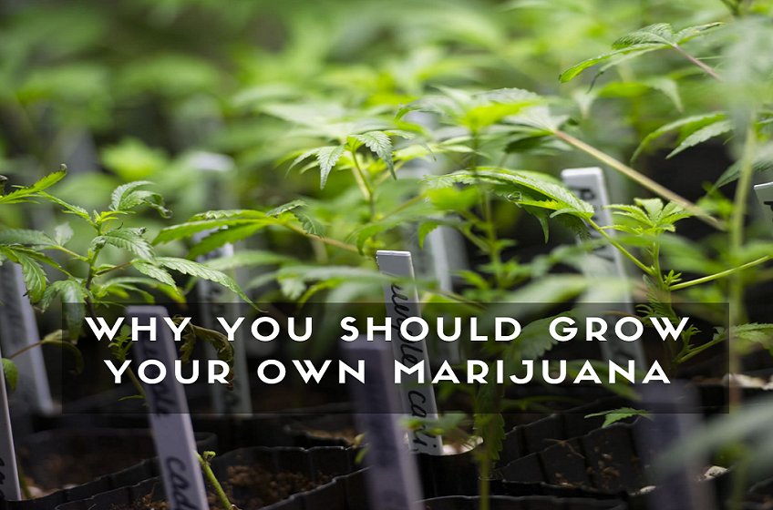 Why You Should Grow Your Own Marijuana