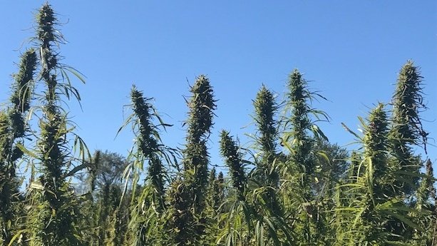 Wisconsin farmers harvest hemp for first time in 50 years