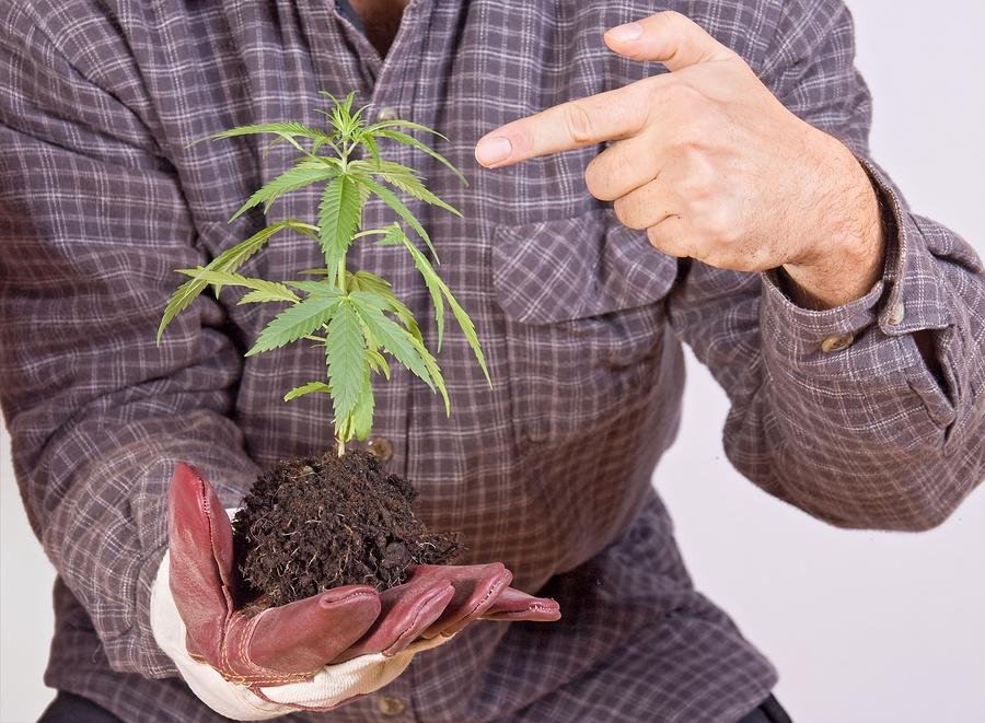 9 Reasons Why It is Time to Grow Your Own Cannabis | Medical & Recreational Marijuana News & Articles