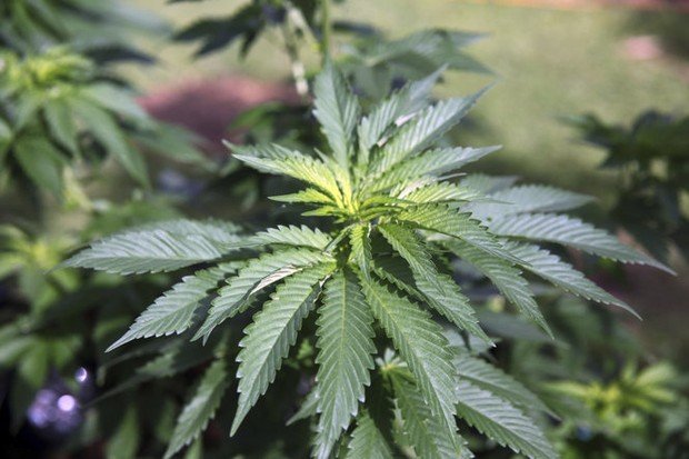 Alabama’s ‘War on Marijuana’ topic of new report by law centers