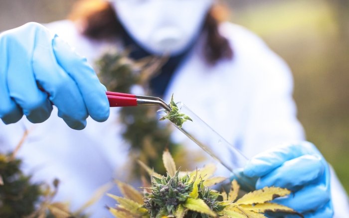 Australian researchers will test THC on brain cancer patients
