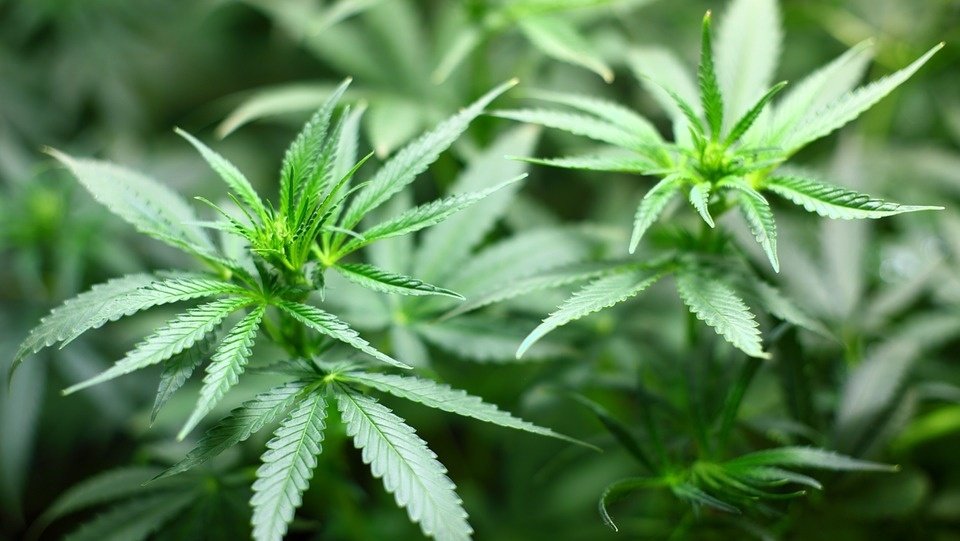 Bill to reduce marijuana penalties statewide closer to vote - "no jail time"