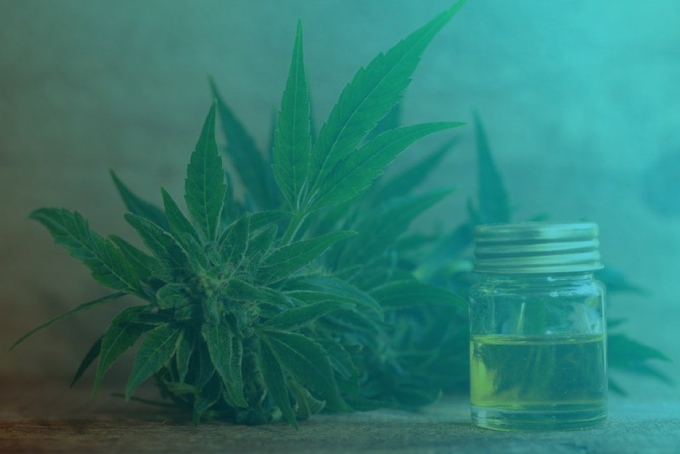 CBD Oil—A Substitute for Medical Marijuana?