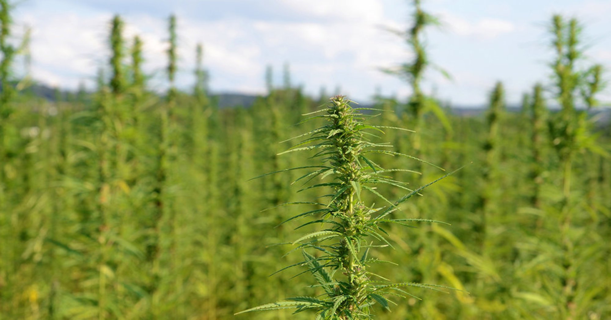 Can Hemp Become a 60 Million Acre Crop and Billion Dollar Industry?