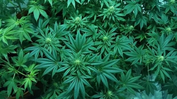Canada Legalizes Marijuana: Stocks & ETF in Focus