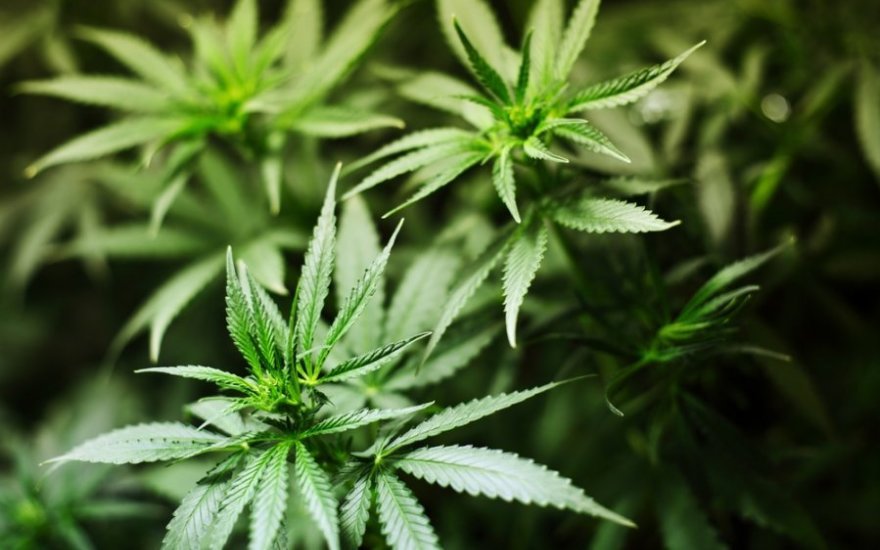 Lithuania's parliament unanimously approved a medical marijuana bill