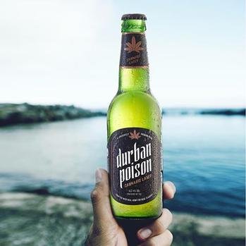 Local brewery launches South Africa’s first cannabis lager | IOL