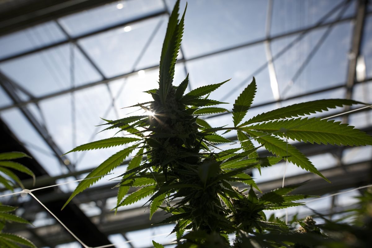 Marijuana Executives See European Market Booming in a Few Years