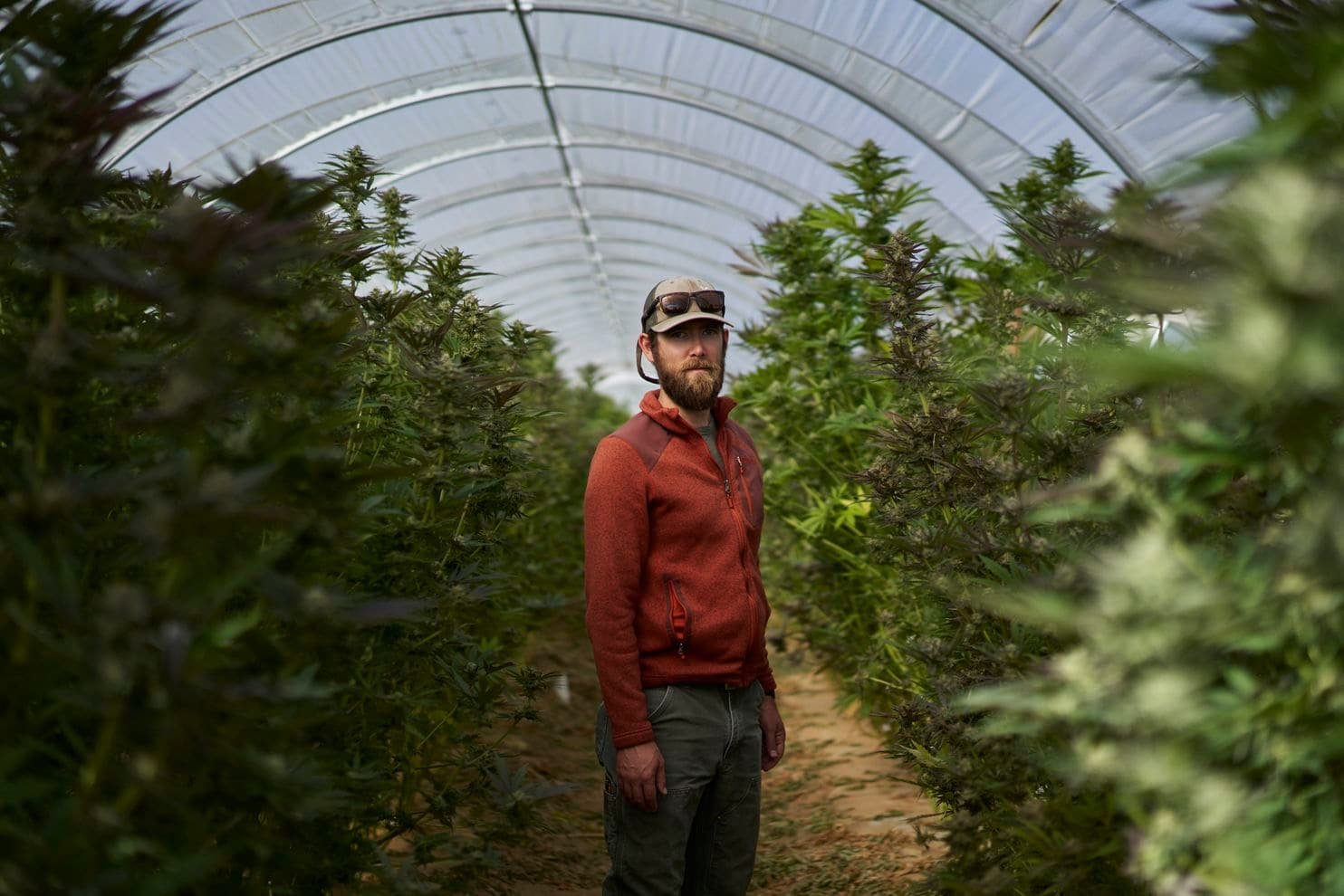 Marijuana is emerging among California’s vineyards