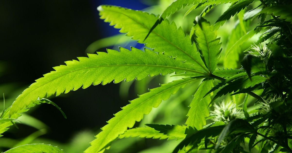 Marijuana legalization in the midterms: Michigan, North Dakota, Utah, and Missouri