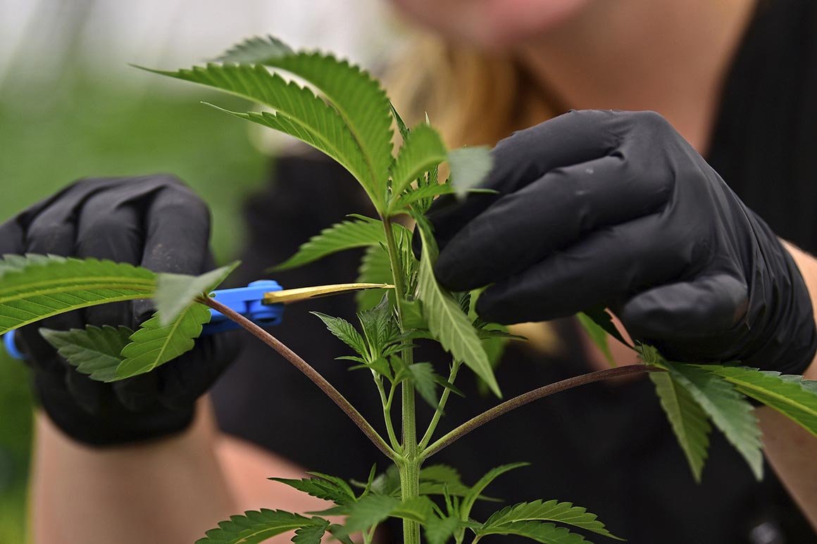 Marijuana skeptics fear 'de facto legalization' in states