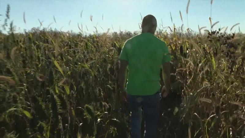 Minnesota: Move Over Corn, Hemp is the New Cash Crop in Town