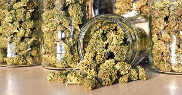 New Research Shows All Marijuana Strains Basically The Same