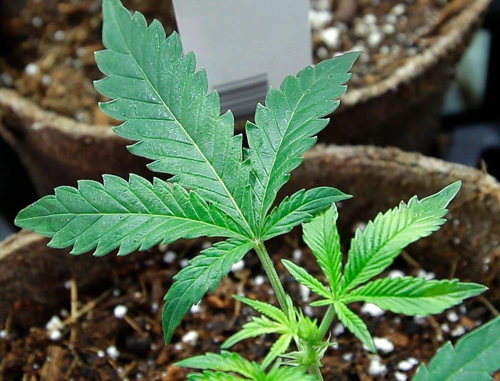 New Rulings on Medical Marijuana Use Go Against Employers