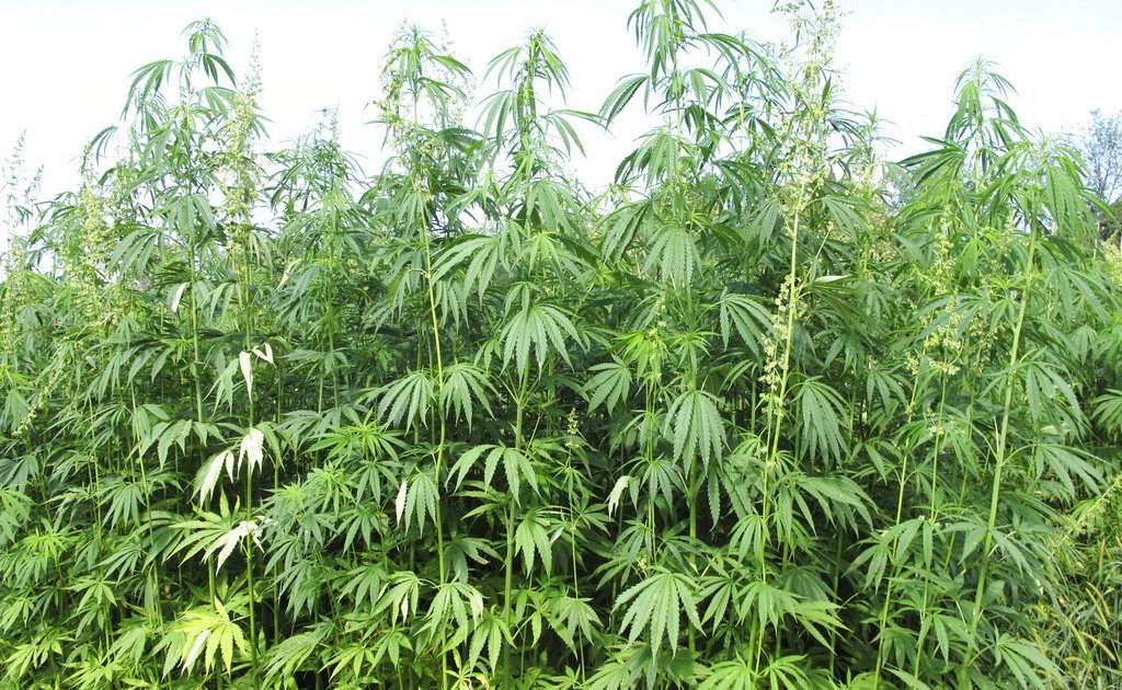 Southern Illinois University to grow and research hemp, offer medical pot cultivation program