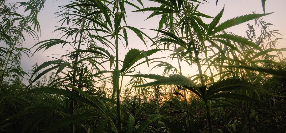 Study Reveals Marijuana Has 21 New Cannabinoids