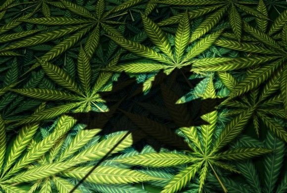 The 1 Thing Investors Should Do Now That Canadian Marijuana Stocks Have Fallen