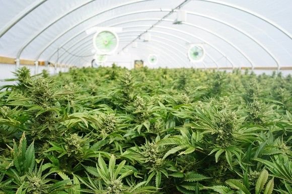 This Marijuana Investment Firm's 11 Top Cannabis Picks for Explosive Growth
