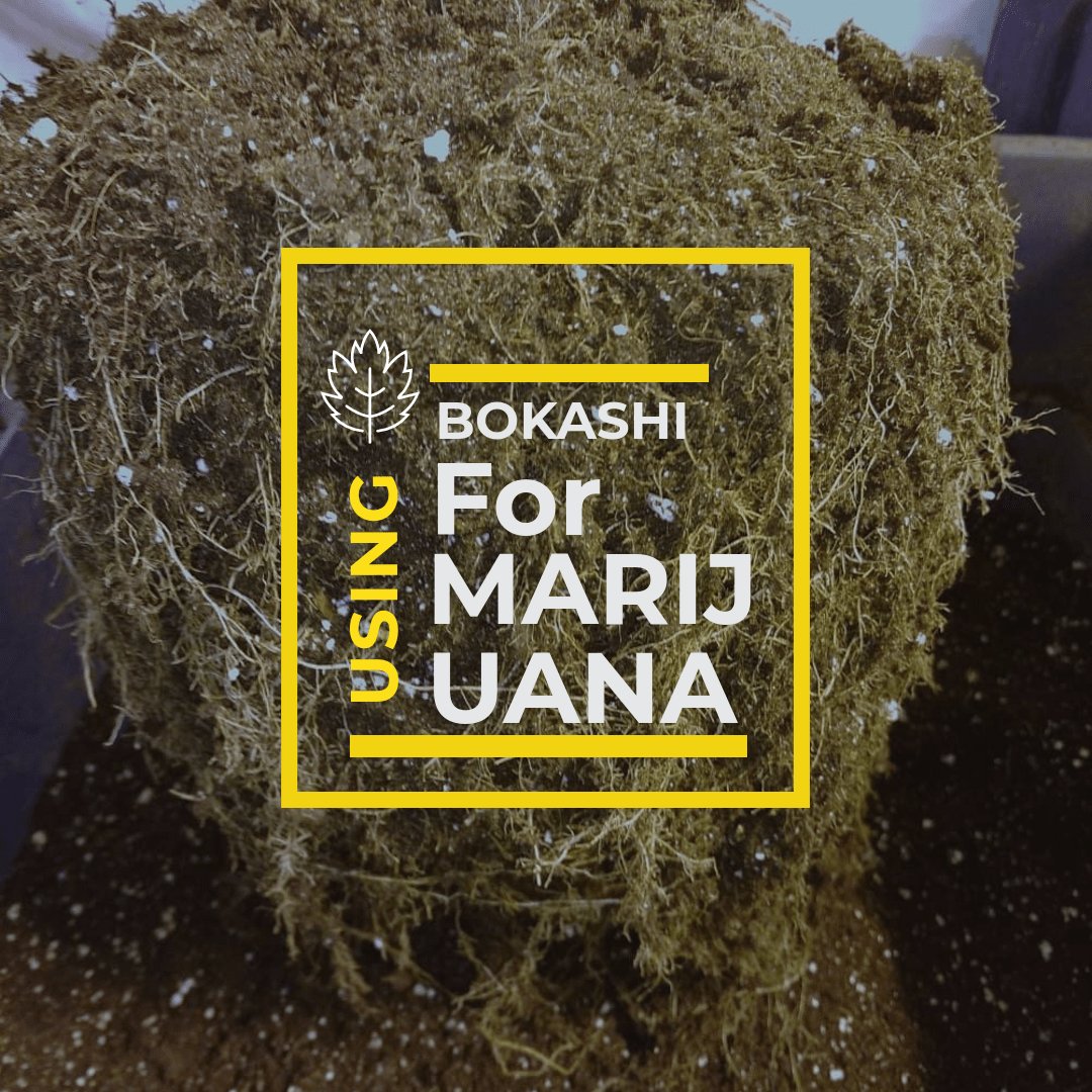 Using Bokashi to Make Your Marijuana Plants Thrive