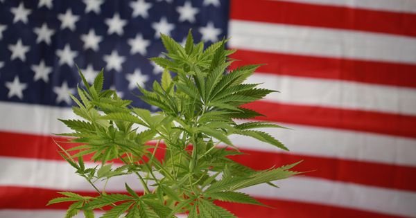 ALL-TIME RECORD: 20 candidates running for governor back FULL marijuana legalization—and far more support medical legalization and decriminalization