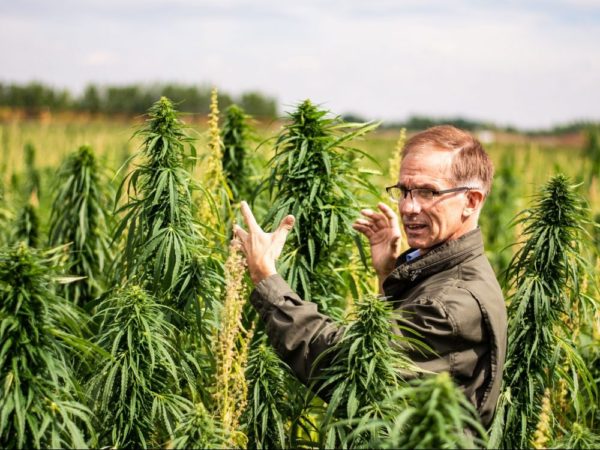 Alberta hemp farmers see bright future in wake of Cannabis Act