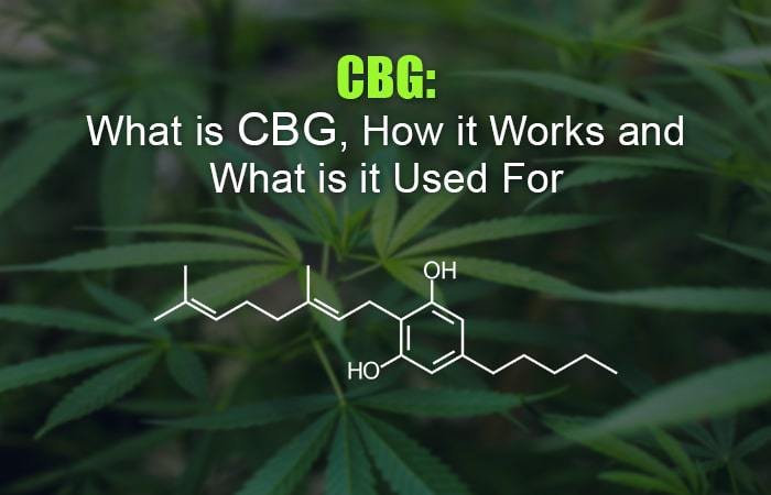 CBG: What is CBG, How Does it Work and What is it Used for?