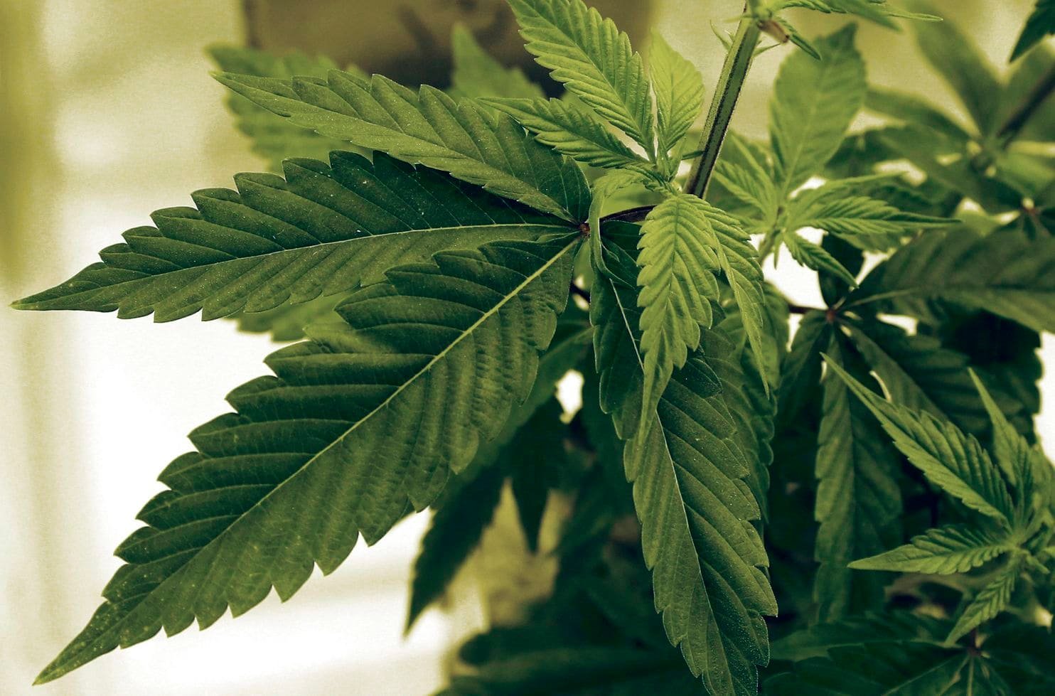 Democratic House flip may mean full legalization of marijuana in nation’s capital