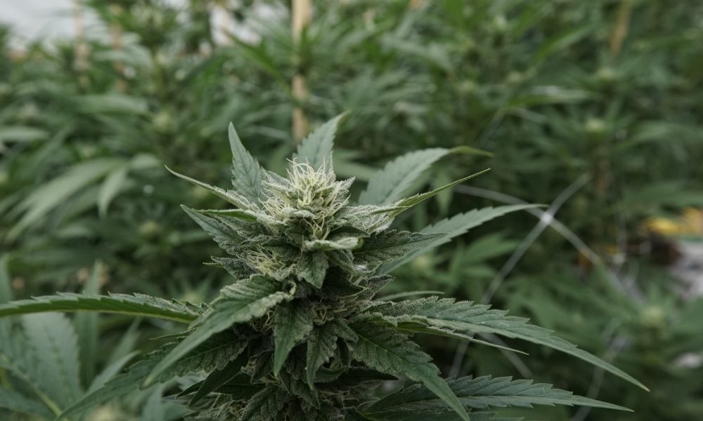 Feds Seek New Growers To Produce Thousands Of Kilograms Of Marijuana