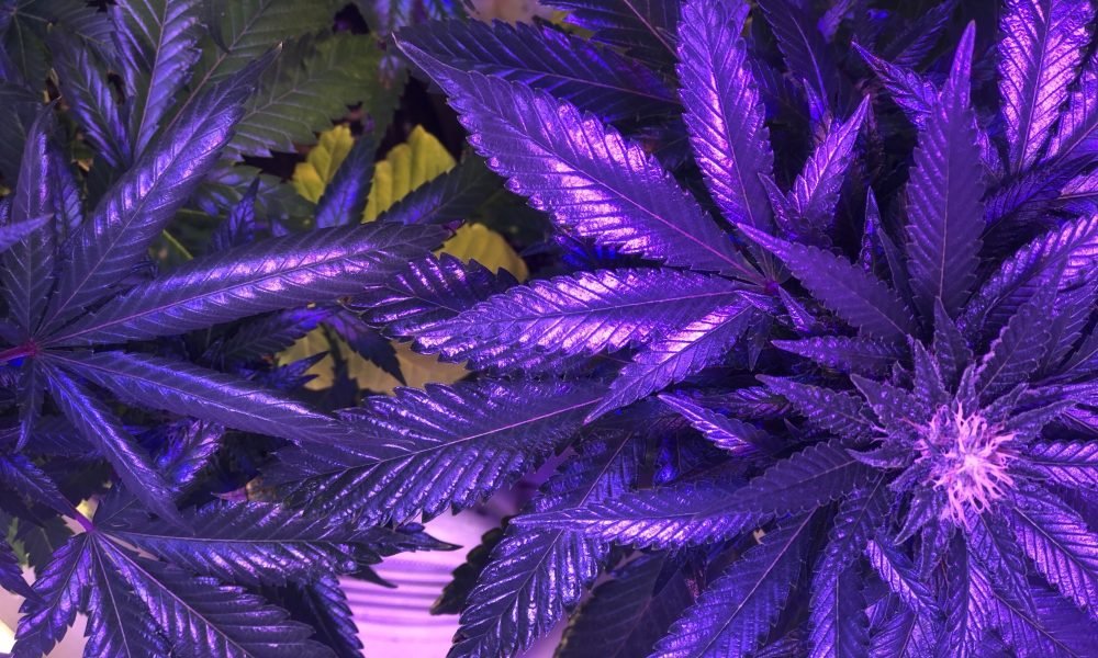 Feds To Discuss Drug Testing Programs In Era Of Marijuana Legalization